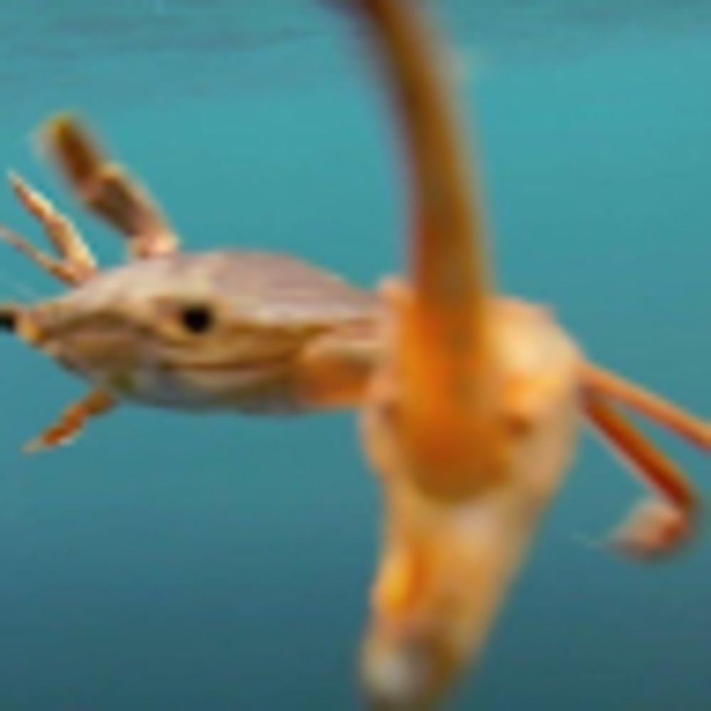 Meet your Posher, Josephine